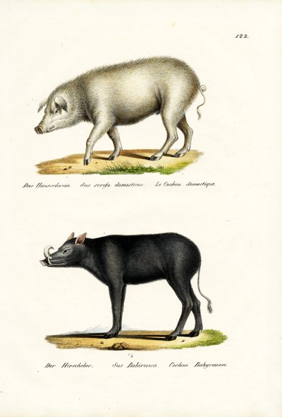 Cochon domestique, 1824 - Karl Joseph Brodtmann